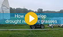 How new grass varieties help farmers, landscapers, and groundsmen beat climate change